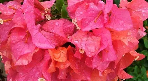 View House 3* Killarney